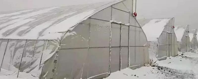 降雪前后怎么管理作物，要对严重受冻的田块追施氮肥和磷钾肥