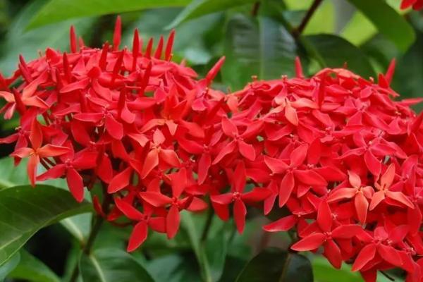 龙船花有没有毒，属于无毒植物