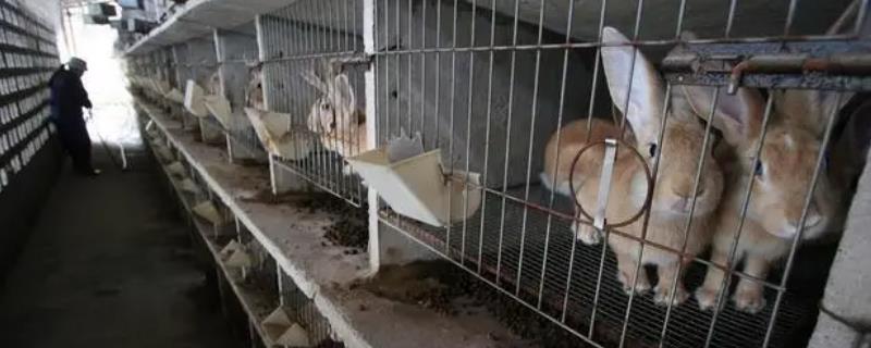 兔瘟病毒的流行特点，春夏秋冬都有可能发生