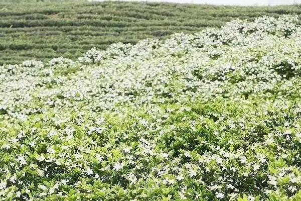 怎么补救叶片干枯的栀子花，可采取浇水、遮阴等措施