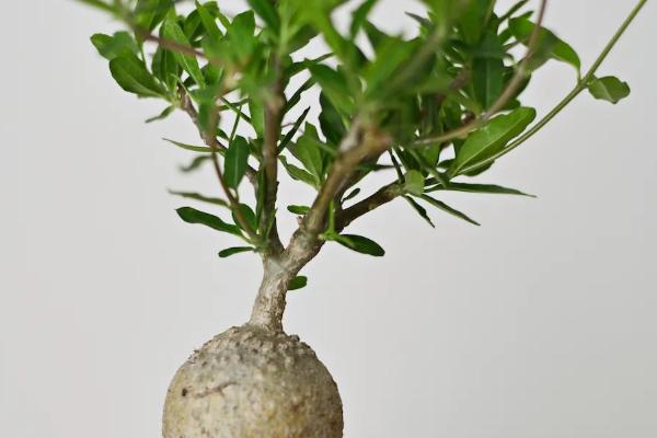 火星人植物对生长环境的要求，喜欢温暖光照充足的环境