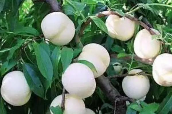 哪些桃子品种在9月份成熟，以下6种均可在秋季采收