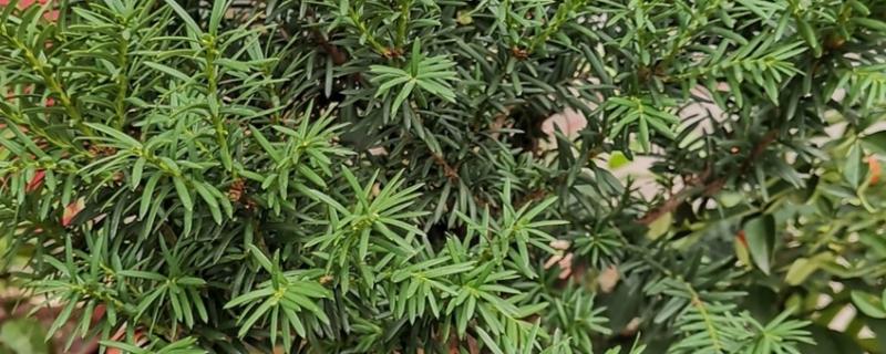 红豆杉叶子发黄干枯的原因，可能是缺水或环境突变等