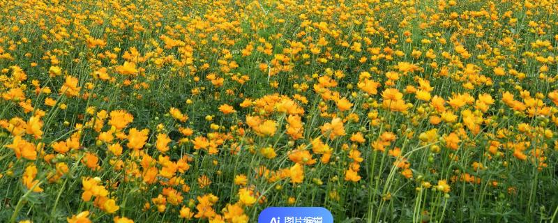 泰国的国花是什么花，是金莲花