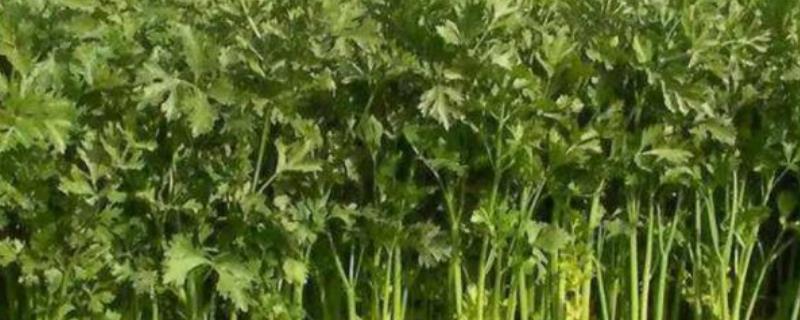 芹菜先期抽薹如何预防，应当适时播种