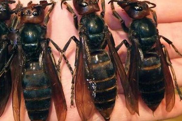 胡蜂的种类，常见的有金环胡蜂、黑尾胡蜂、黄腰胡蜂等
