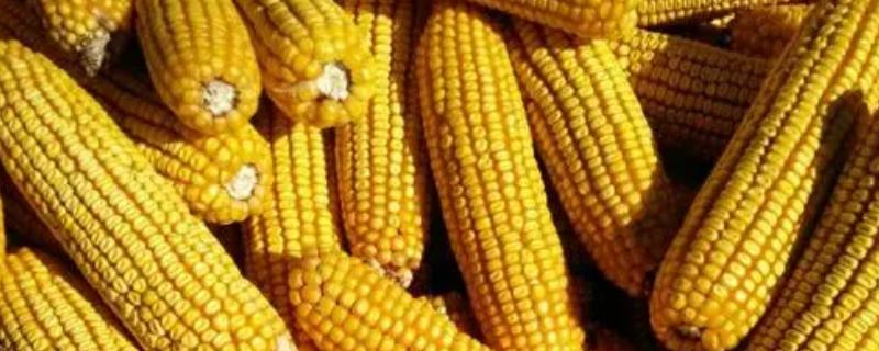 大地2号玉米品种的特性，中抗茎腐病和大斑病