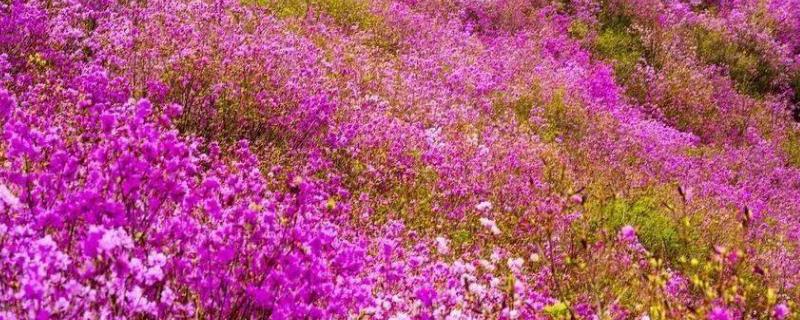 朝鲜的国花是什么，是金达莱