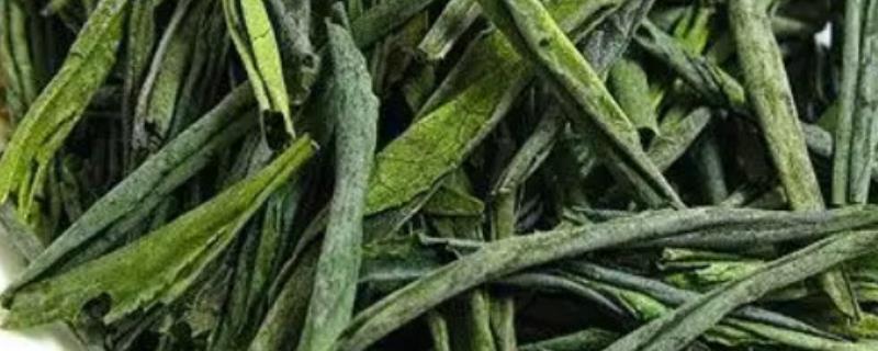 六安瓜片属于什么茶，属于绿茶特种茶类