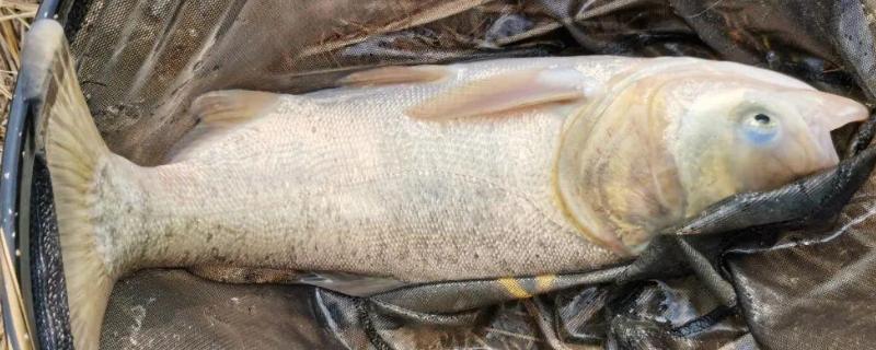 钓鲢鳙的技巧，夏季几乎全天都可作钓