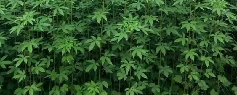 红麻属于哪种植物，是一年生或多年生草本植物