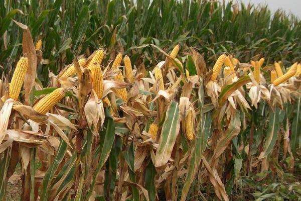 郝育723玉米种子特点，注意防治地下害虫