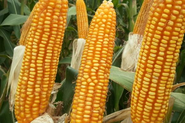 郝育723玉米种子特点，注意防治地下害虫