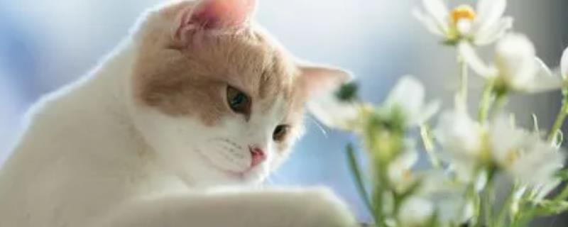 猫咪不可碰的剧毒植物种类有哪些，常见的有百合、铃兰等