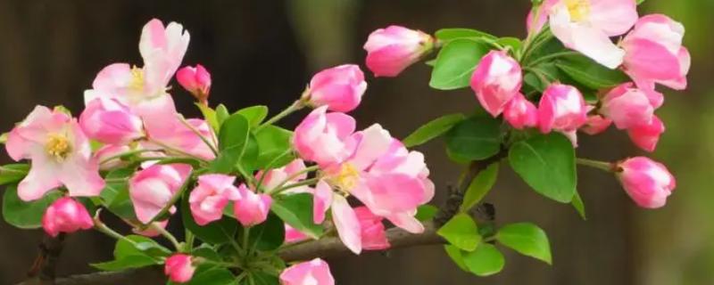 海棠花的花语，寓意离愁、苦恋之情等
