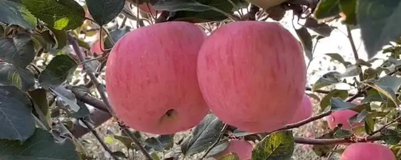 烟富10号苹果的介绍，成熟时间通常为10月份中上旬