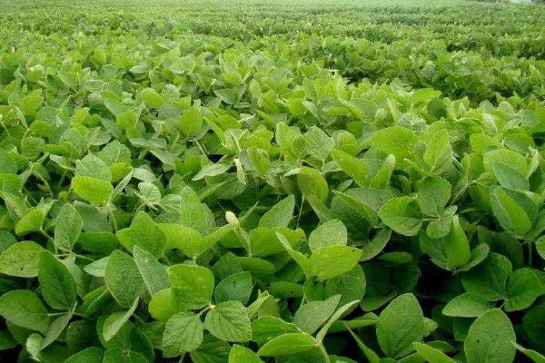 华菜豆1号大豆种子介绍，该品种为亚有限结荚习性