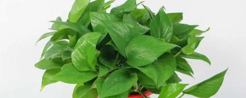 有哪些适合寝室养的植物，可以养绿萝、苹果竹芋等
