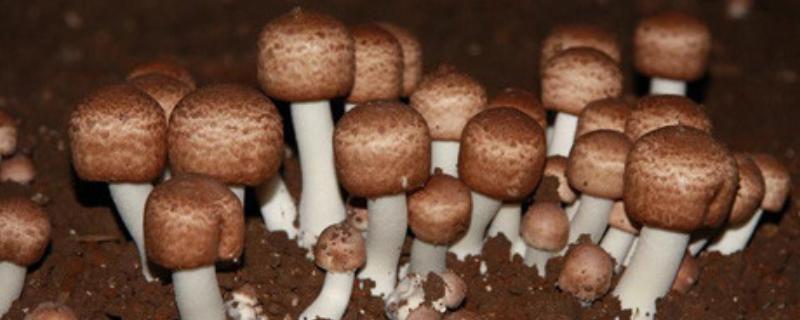 巴西蘑菇培育技巧，发菌播种后2-3天需适当关闭门窗