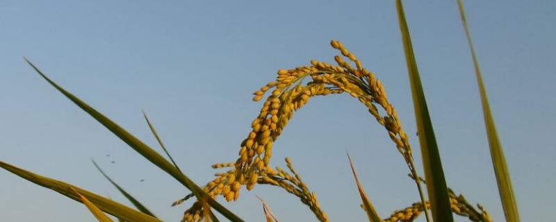 中百优6号水稻品种的特性，大田用种量每亩1公斤