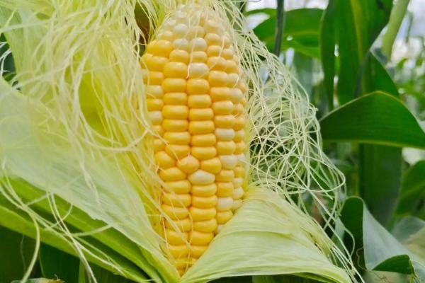 美玉甜001玉米种子特征特性，每亩种5000株