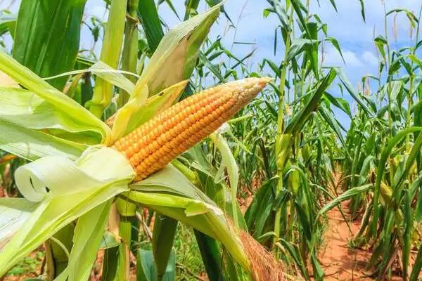 长玉16号玉米种子特点，亩植密度3000株左右