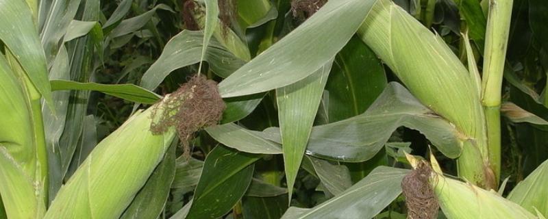 楚单11号玉米种子介绍，高抗茎腐病(1级)