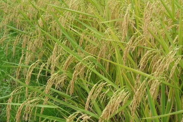 新稻37号水稻品种的特性，基本苗每亩7-8万