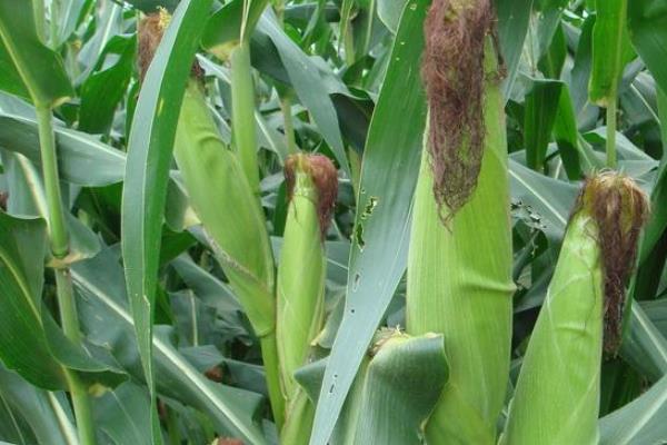 大民803玉米种子简介，高抗茎腐病（0%HR）