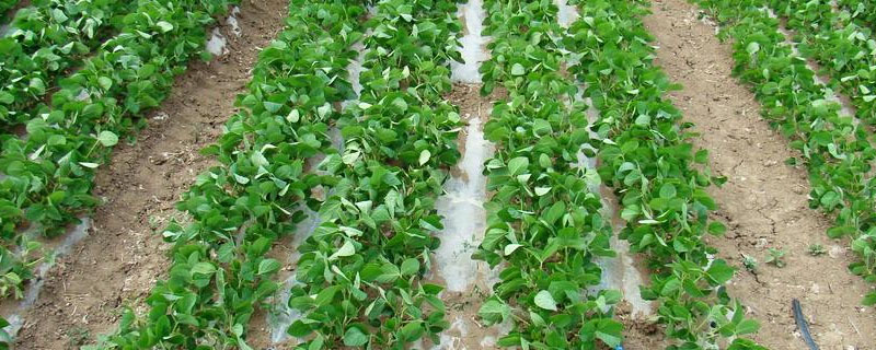 蒙豆33号大豆品种简介
