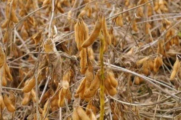 北豆36大豆品种简介，该品种在适应区5月中旬播种