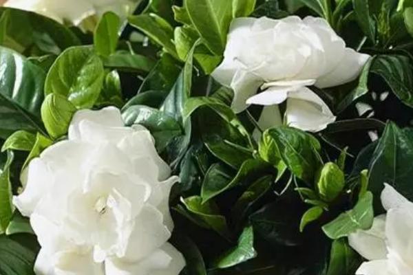 栀子花有哪些养殖要点，需定期施肥
