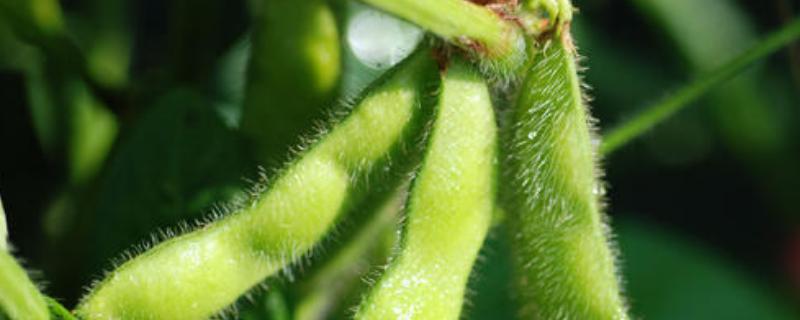 菏豆19号大豆种子介绍，每亩种植密度1.5～2万株