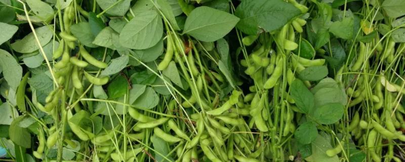 周豆19号大豆品种简介，中抗花叶病毒病3号株系