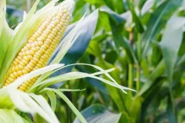 绥玉10号玉米种子特征特性