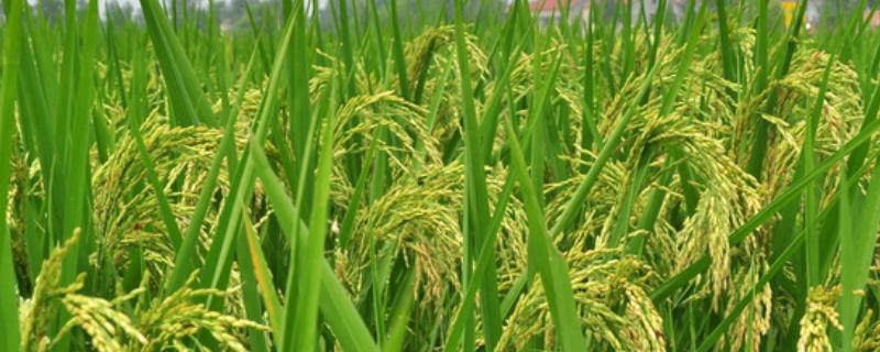 广籼2号水稻品种的特性，全生育期161天