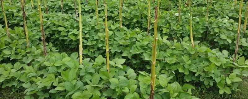 种黄豆的季节，可以选择在每年春季或夏季