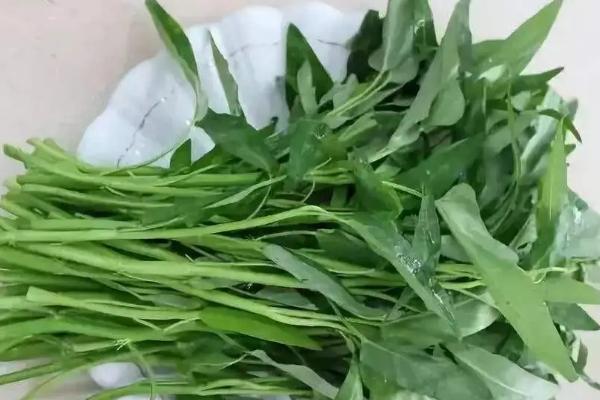 哪些蔬菜适合在六月份种植，黄瓜、辣椒、豇豆等品种皆可栽培