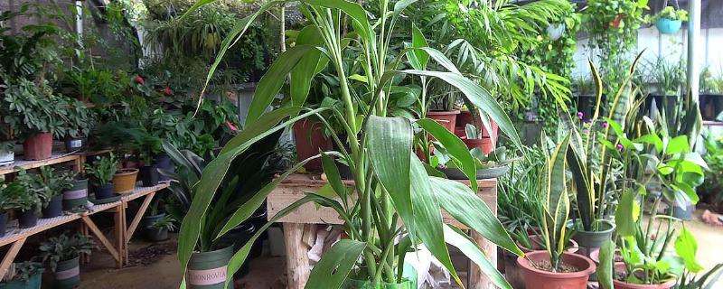 富贵竹的修剪方法，剪除弱芽、多余芽、高竹芽