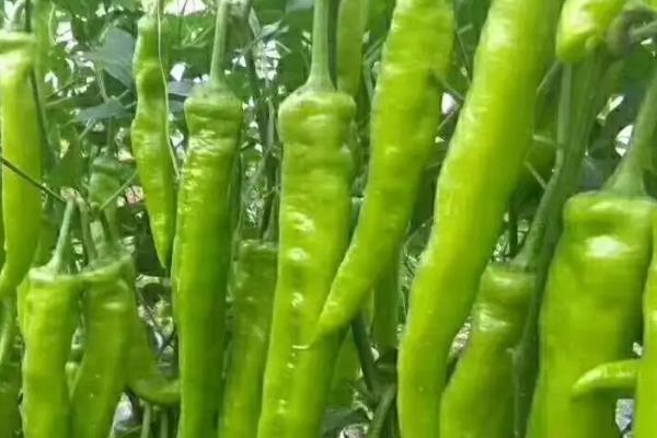 辣椒何时传入中国，从明朝时期传入