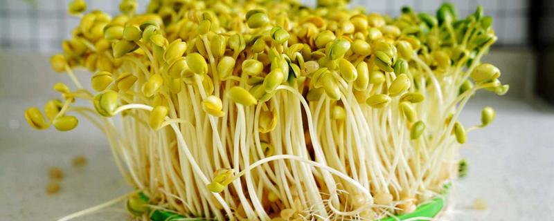 怎么发黄豆芽，发芽适宜温度在28度左右