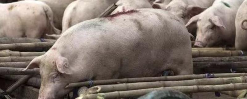 非洲猪瘟怎么防控，禁止用泔水喂猪、断奶仔猪和新买的猪要打疫苗