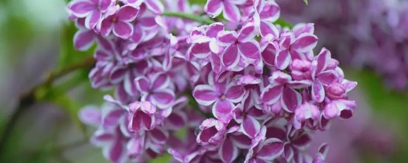 丁香花简介，是木犀科丁香属的落叶灌木或小乔木