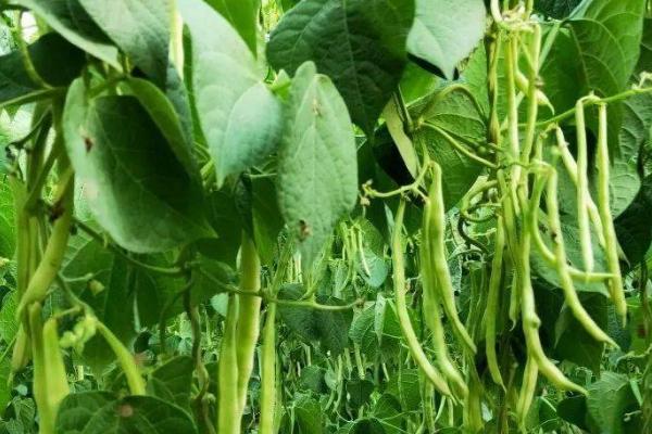 山东芸豆的种植方法，可选择在4月份进行