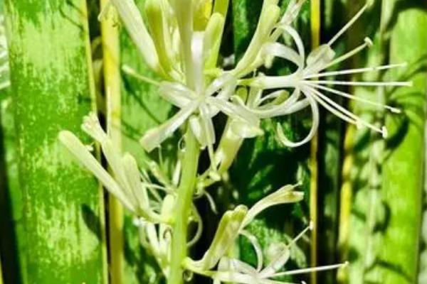 虎皮兰开花后的外观，花朵呈簇生状、颜色为白色或淡绿色
