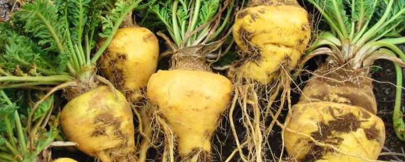 玛卡的种植条件有哪些，包括适宜的海拔、气温等