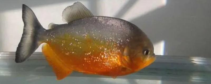 胭脂食人鱼好不好养，饲养难度较大