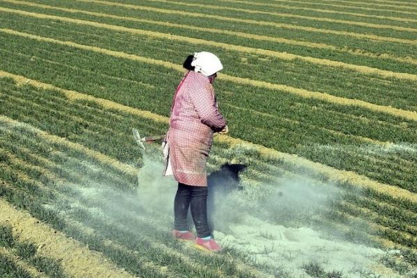 草木灰如何做肥料和农药使用，做肥料使用可穴施或撒在苗床上