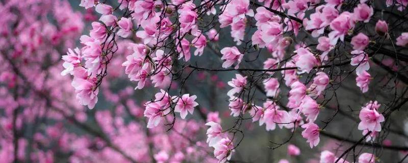 辛夷花简介，其实就是玉兰花