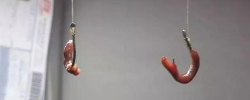 钓鲤鱼怎么挂蚯蚓，可采用穿筒法、缠绕法等